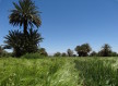 Ph.: Pause pique-nique dans une palmeraie de Ouarzazate (au loin le massif du M'Goun)