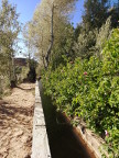 Ph.: Saules blancs, rosiers, canal des jardins de Tazrout
