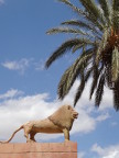 Ph.: Le dernier lion de l'Atlas en libert - l'tait rfugi sur un mur...