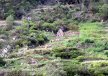 Le petit peuple des terrasses - entre Machico et Boca do Risco