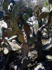 Ph.: Cactus griffs (a arrive  Taormina)