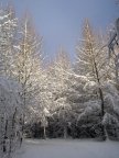 Frie neigeuse - Bois du Bouchet (Chamonix)